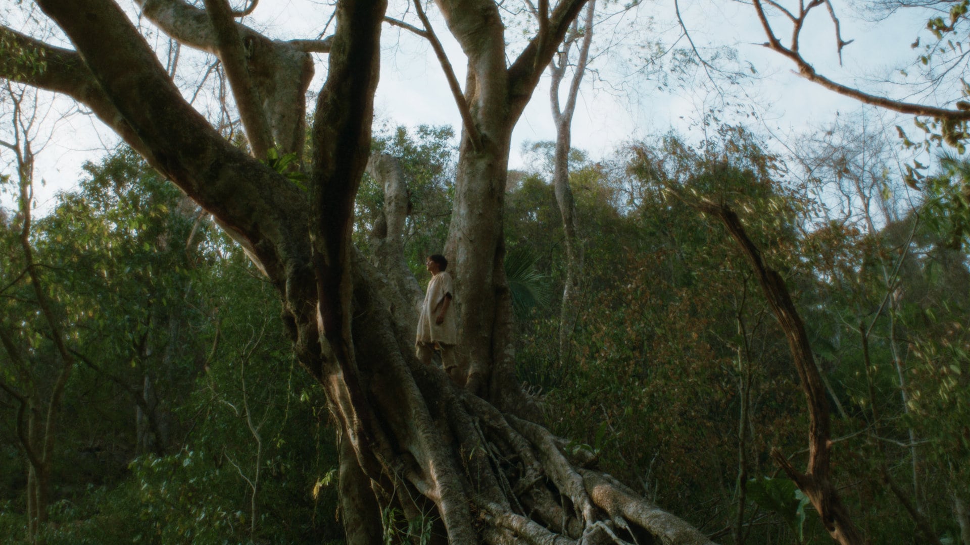 La forêt dans la première partie de Eureka