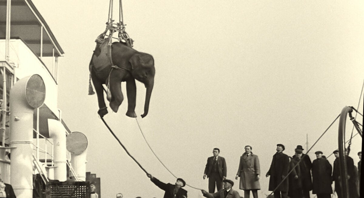 Le transport d'un éléphant sur un cargo dans Soundtrack to a Coup d’État 